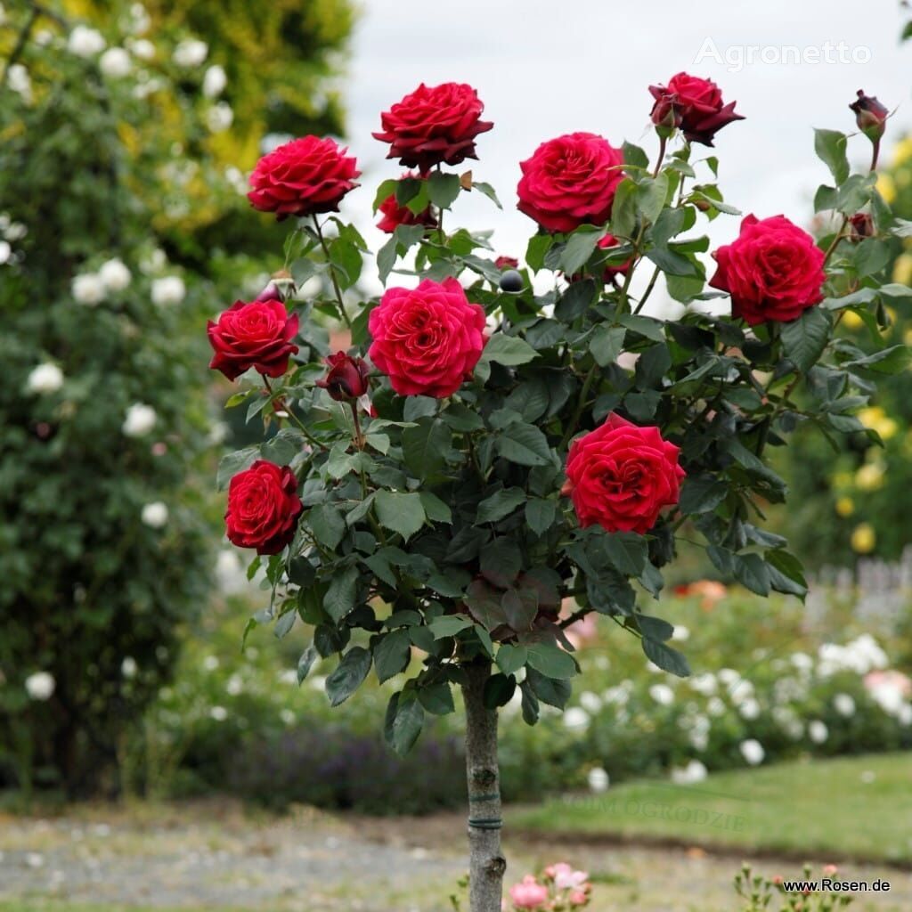 Róża Gräfin Diana® na pniu Blumensetzling